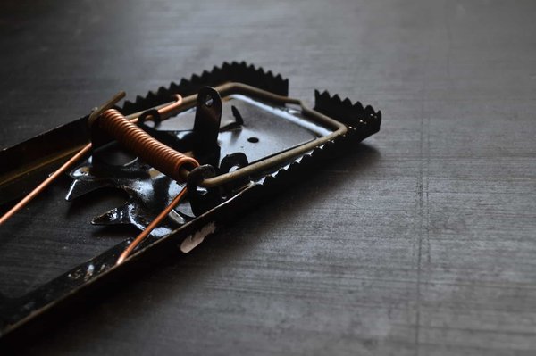 Frelon asiatique , chenille processionnaires , cafards : Quelles sont les méthodes efficaces pour éliminer ces nuisibles et assurer un environnement sûr et sain ?