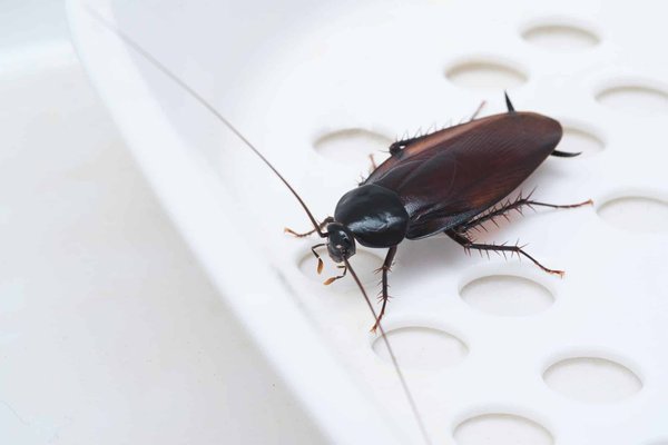 Extermination de cafard à Metz : les meilleures techniques et les préventions