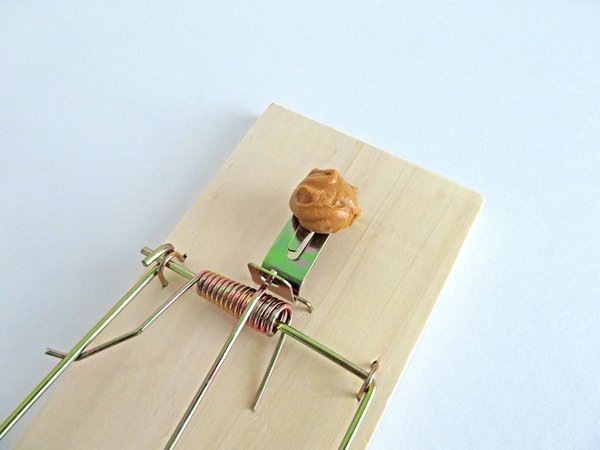 Les dératiseurs à Paris pour éliminer efficacement les rongeurs