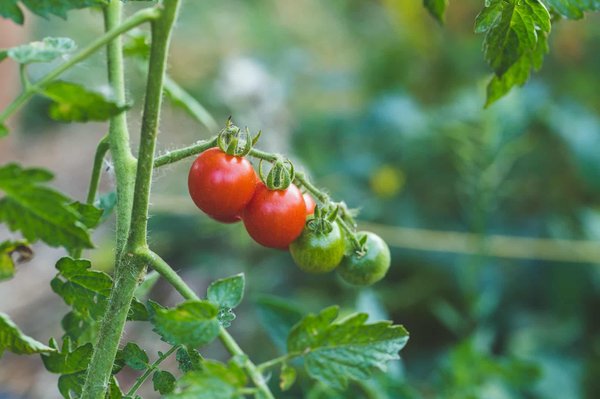 Comment choisir les variétés de tomate idéales ?